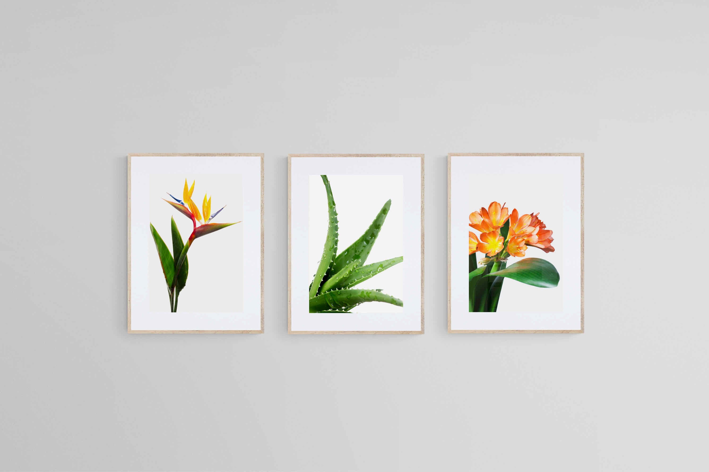 Strelitzia Set-Wall_Art-45 x 60cm (x3)-Framed Print-Wood-Pixalot