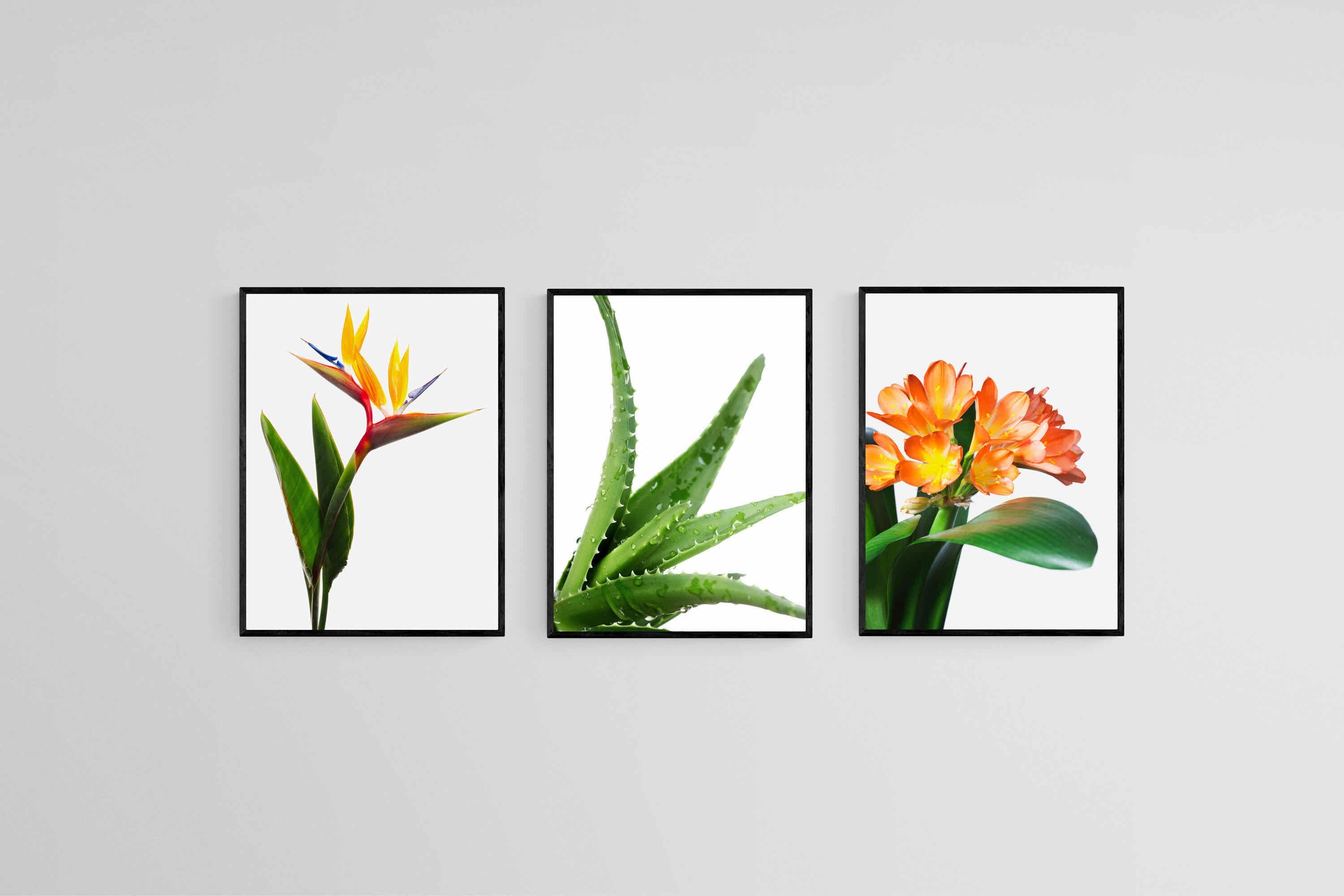 Strelitzia Set-Wall_Art-45 x 60cm (x3)-Mounted Canvas-Black-Pixalot