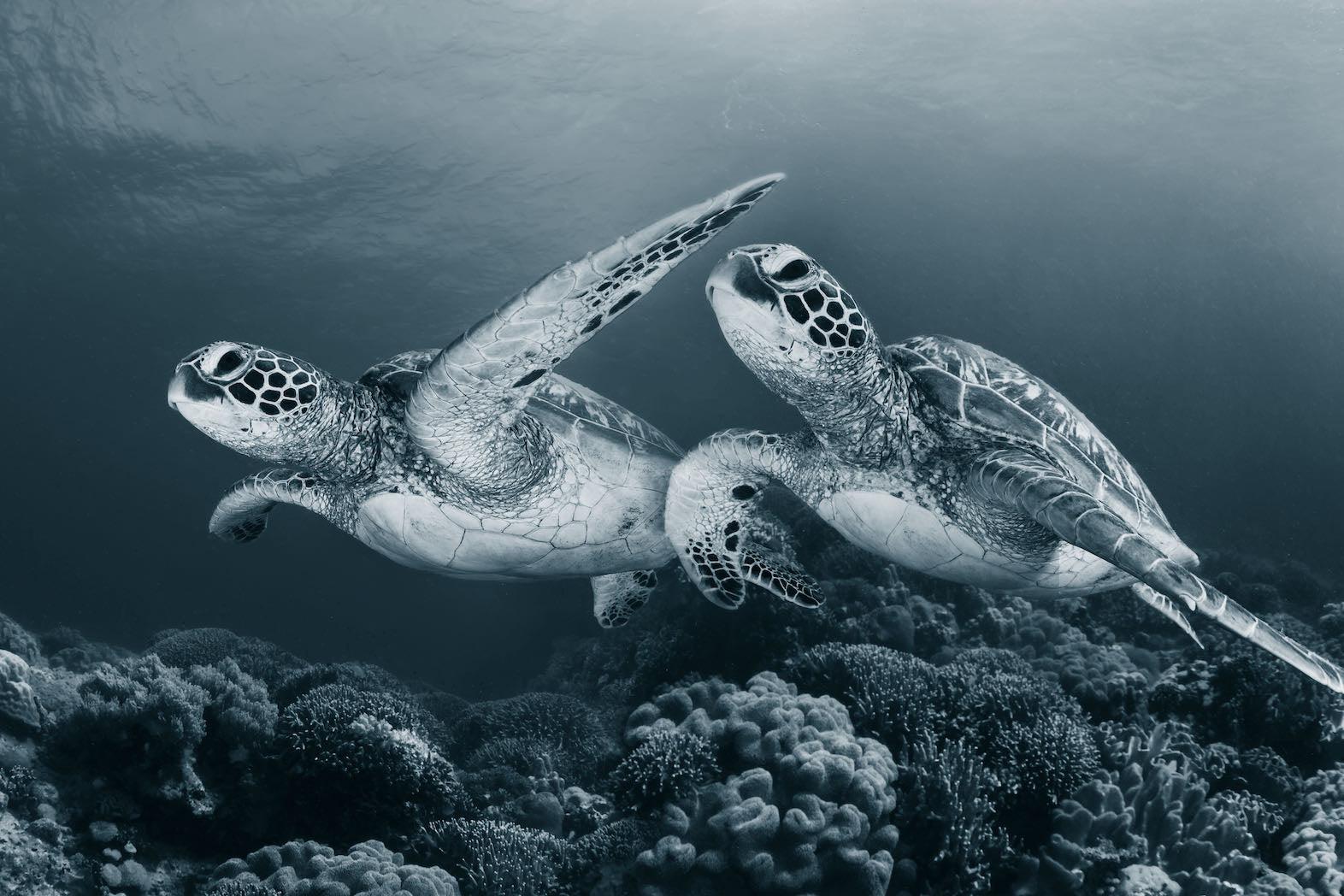 Twin Turtles-Wall_Art-Pixalot