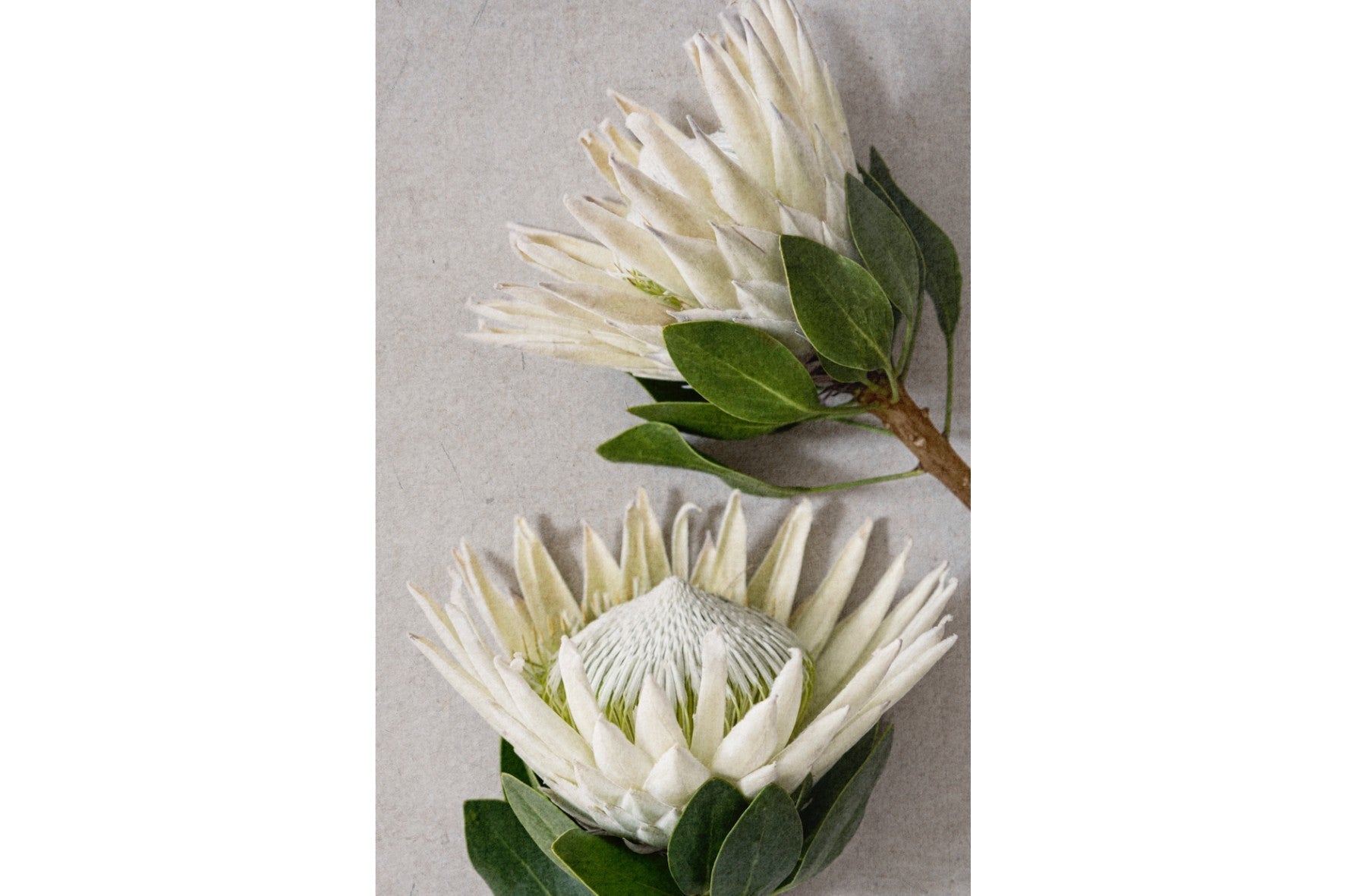 White King Protea Duo-Wall_Art-Pixalot